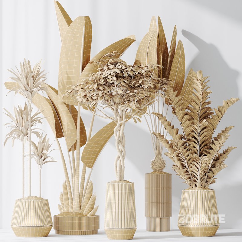 Indoor plants set 77 Bird Of ParadiseBird and Schefflera Arboricola and Warneckii Lemon and Zamioculcas Zamiifolia Image 6