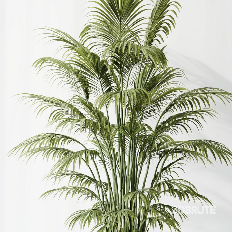 Indoor plants set 70 Majesty Cat Reed Palm and ParadiseBird Image 5