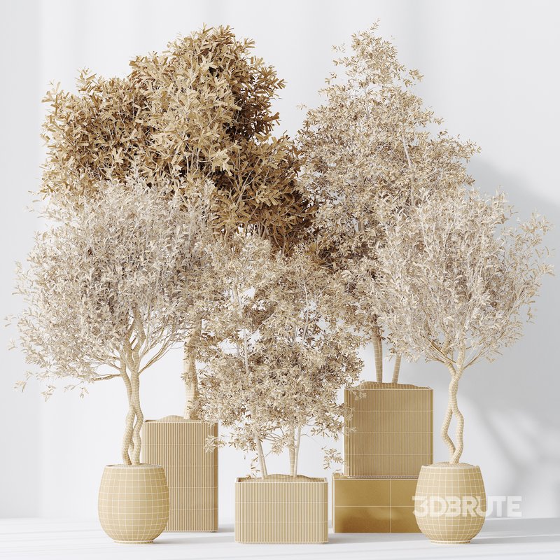 indoor plants set 93 Mission Kalamata Leccino Arbequina Wilsonii Chemlali Olive Image 4