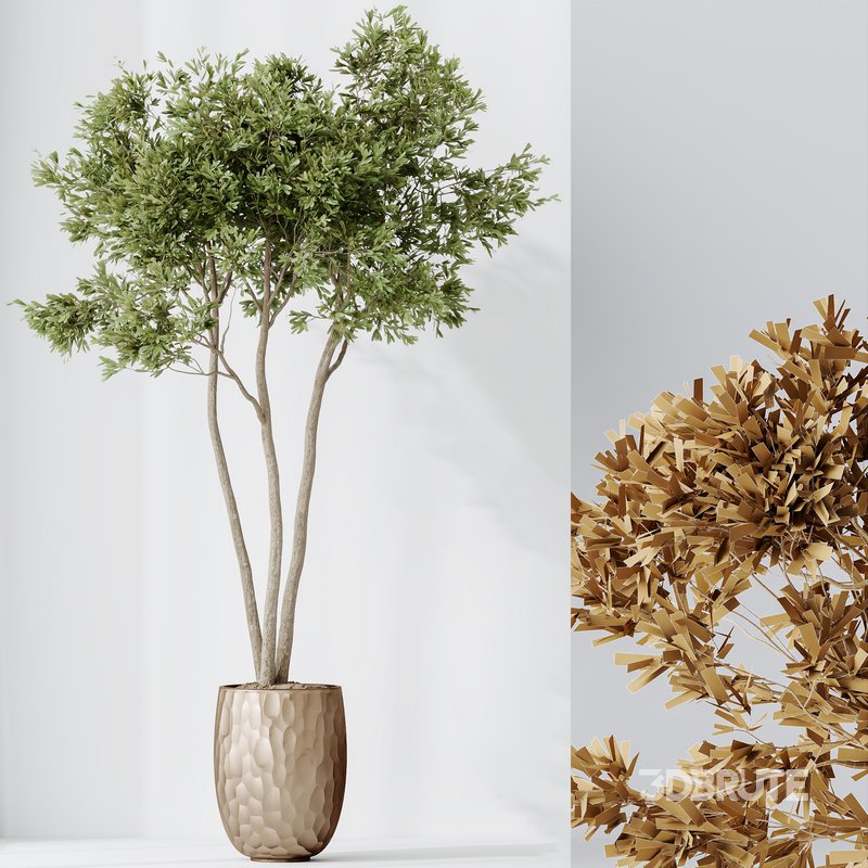 Indoor plants set 68 Wilsonii Chemlali Olive and Coconut Palm and Grandis Ruffled Fan Palm Image 6