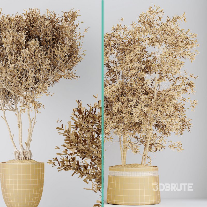 Indoor plants set 69 Mission Kalamata Leccino Arbequina Wilsonii Chemlali Olive Image 7