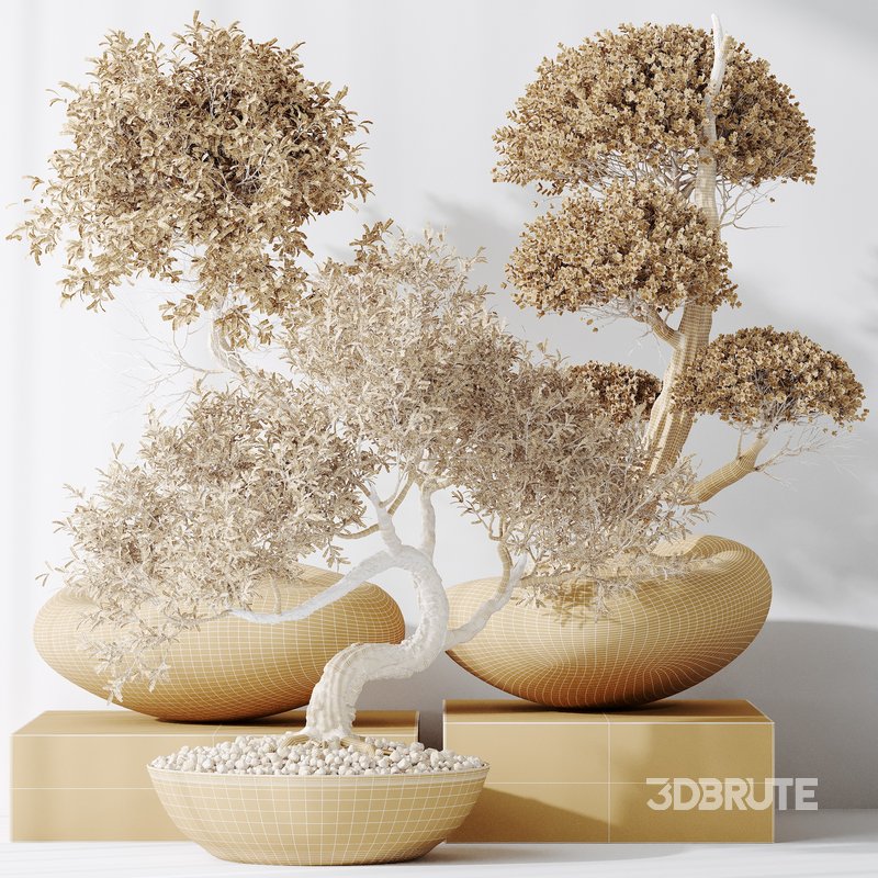 indoor plants set 94 Mission Kalamata Chemlali Olive and Ficus Retusa Microcarpa Bonsai Ginseng Image 5