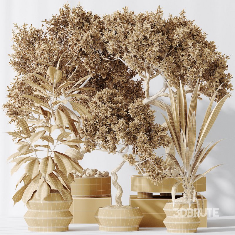 Indoor plants set 71 Wilsonii Chemlali Olive Bonsai Ginseng Image 7