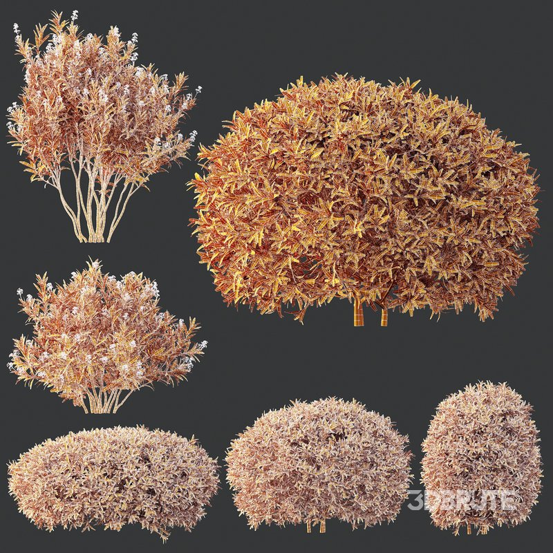 Phillyrea Angustifolia Rosemarinifolia and Oleander Laurier Kaner Rose Image 6