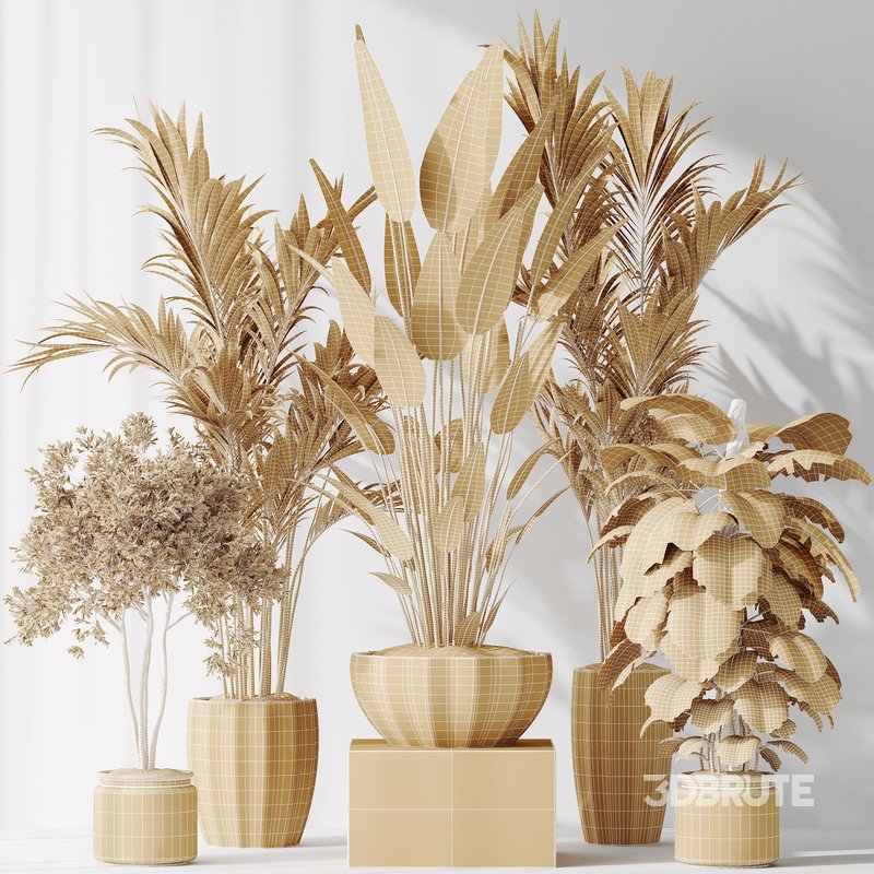 Indoor plants set 83 Areca Majesty Palm and ParadiseBird and Chemlali Olive and Elegant Monstera Image 6