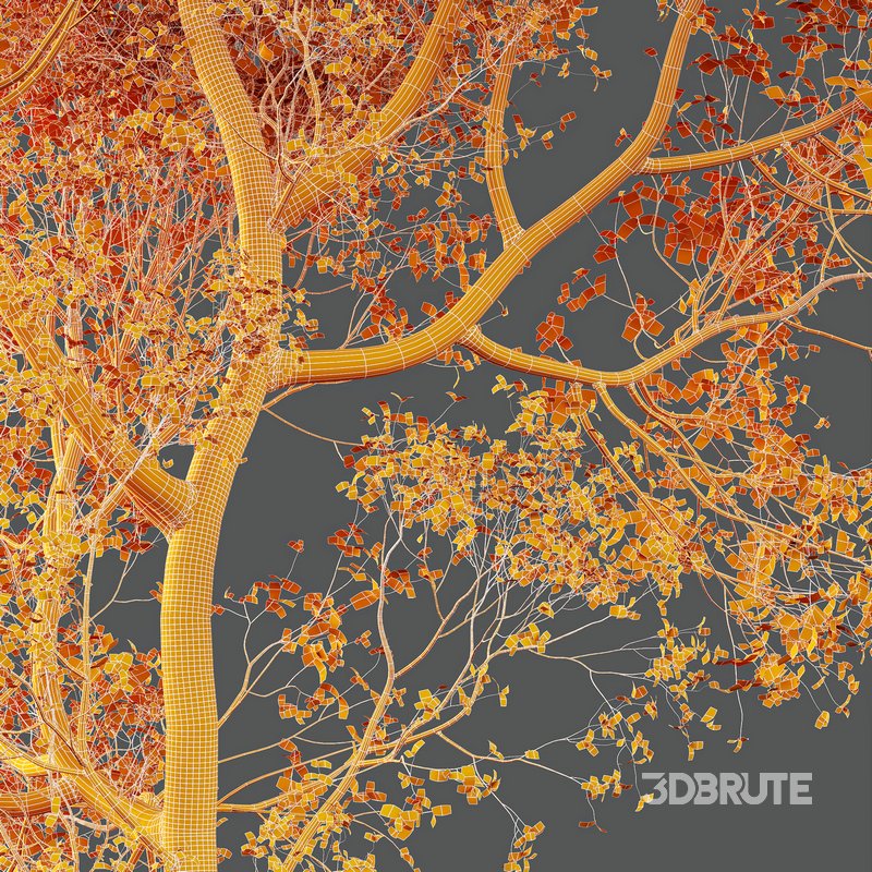 spring trees Shorea Robusta Sal Image 6