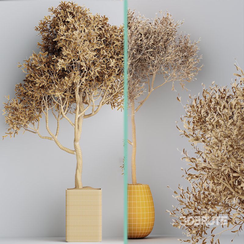 Indoor plant set 66 Image 4