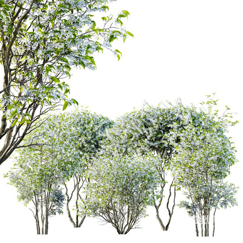 Amelanchier lamarckii Bush Image 6