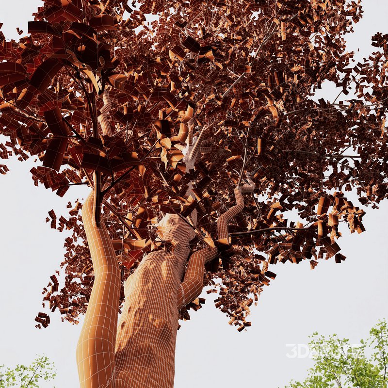 Alnus Glutinosa and Acer Saccharinum Image 6