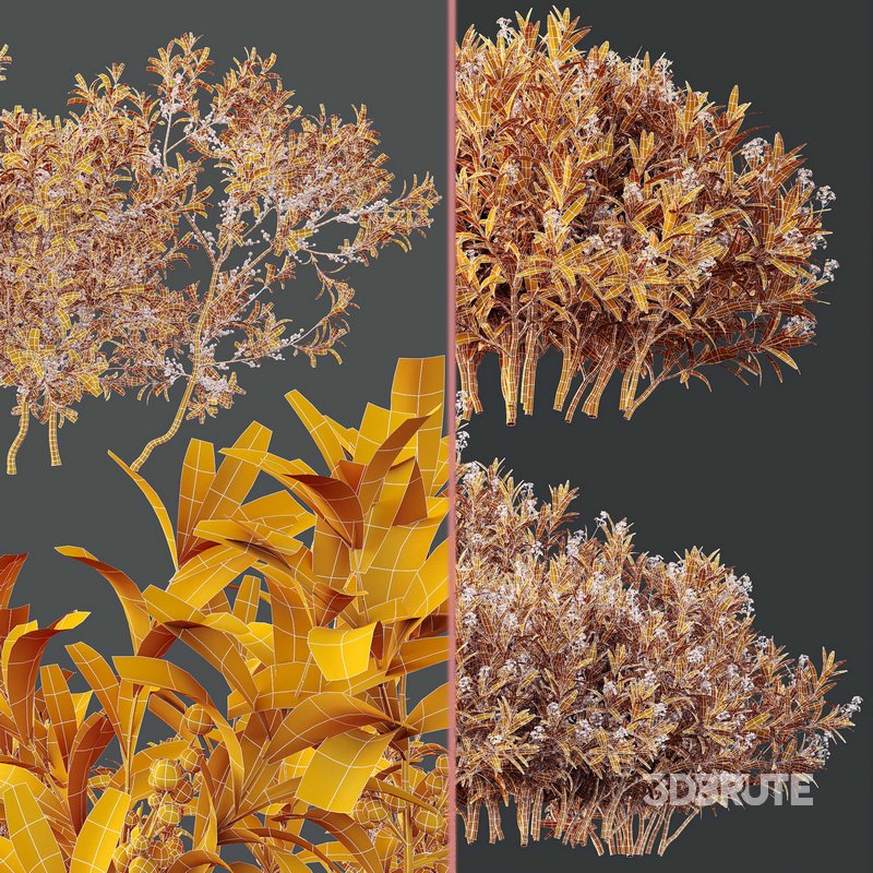 Nerium Kaner Rose Pink and Morella Bayberry Candleberry Northern Fruit Image 6