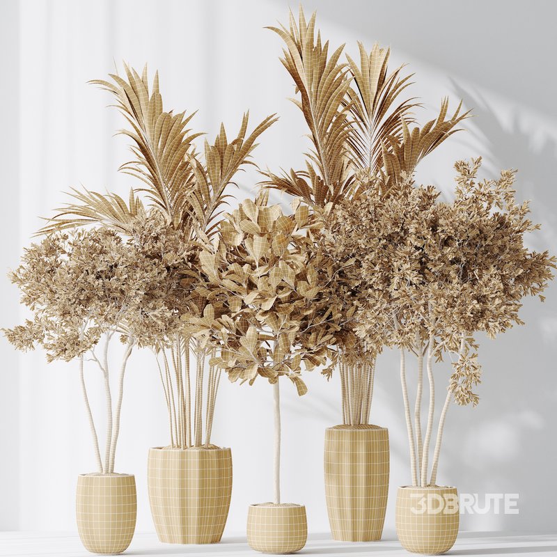 Indoor plants set 72 Majesty Cat Reed Palm Ficus Moclame Indian Laurel Kalamata Wilsonii Chemlali Olive Image 6