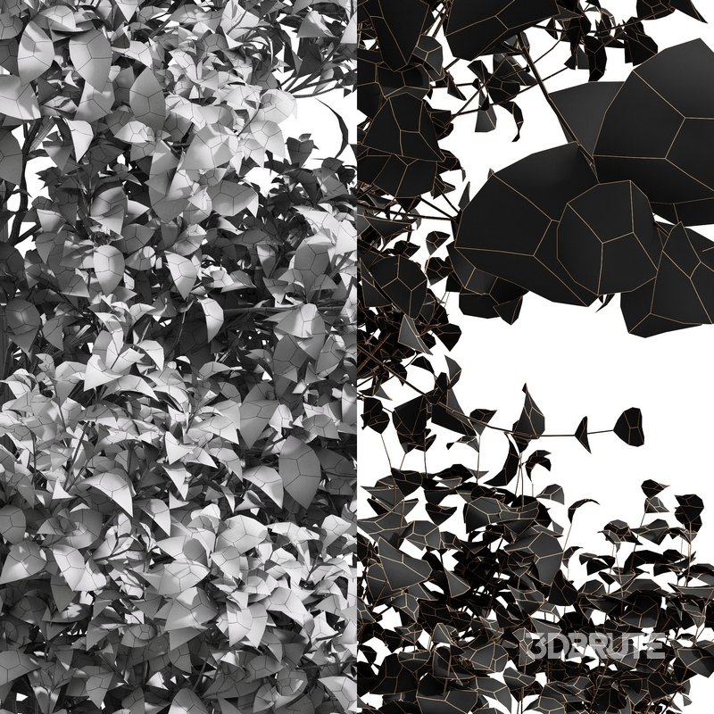 Acer Saccharinum and Buergerianum Image 8