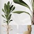 Indoor plants set 68 Wilsonii Chemlali Olive and Coconut Palm and Grandis Ruffled Fan Palm - Thumbnail 7