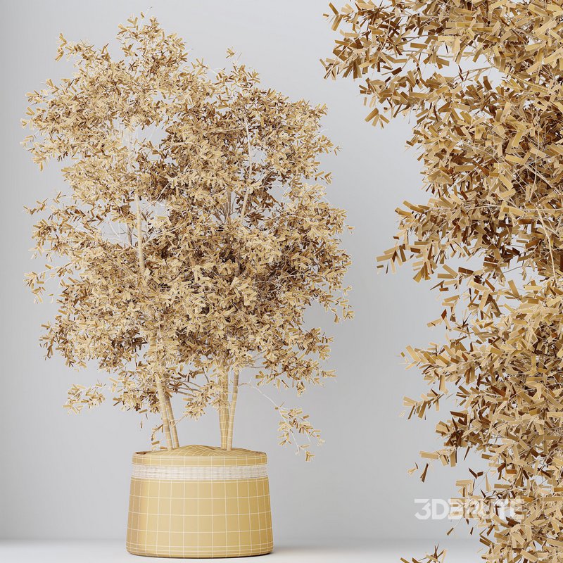 Indoor plants set 69 Mission Kalamata Leccino Arbequina Wilsonii Chemlali Olive Image 8