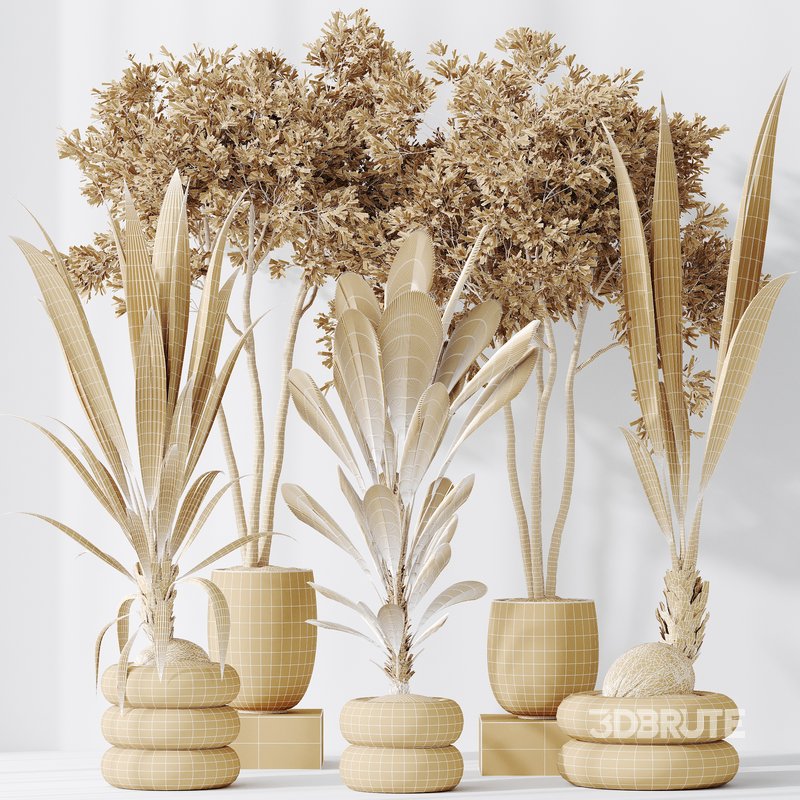 Indoor plants set 68 Wilsonii Chemlali Olive and Coconut Palm and Grandis Ruffled Fan Palm Image 8