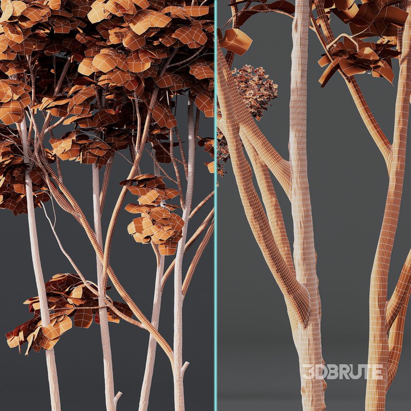 spring trees Ash Maple and Acer Pseudoplatanus Image 7