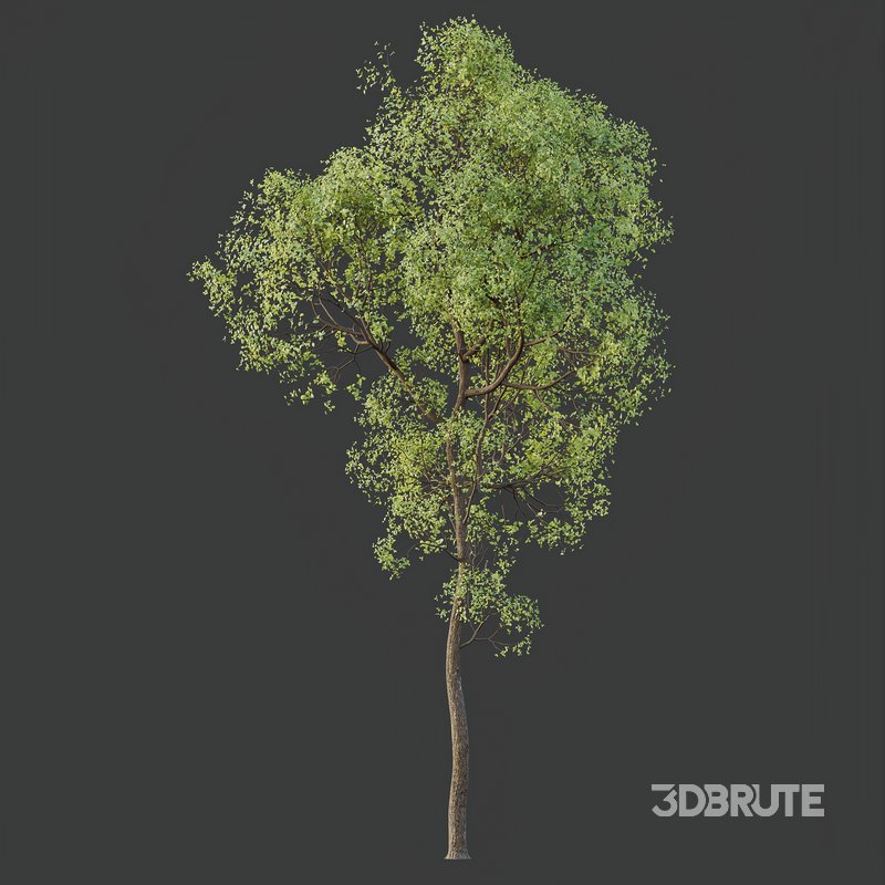 spring trees Shorea Robusta Sal Image 7