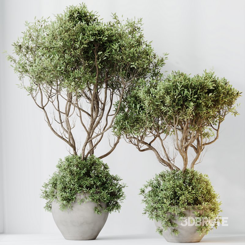 Indoor plants set 90 Mission Kalamata Leccino Arbequina Wilsonii Chemlali Olive Image 4