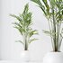 indoor plants set 96 Strelitzia Reginae Nicolai and Mountain Kentia Palm - Thumbnail 6
