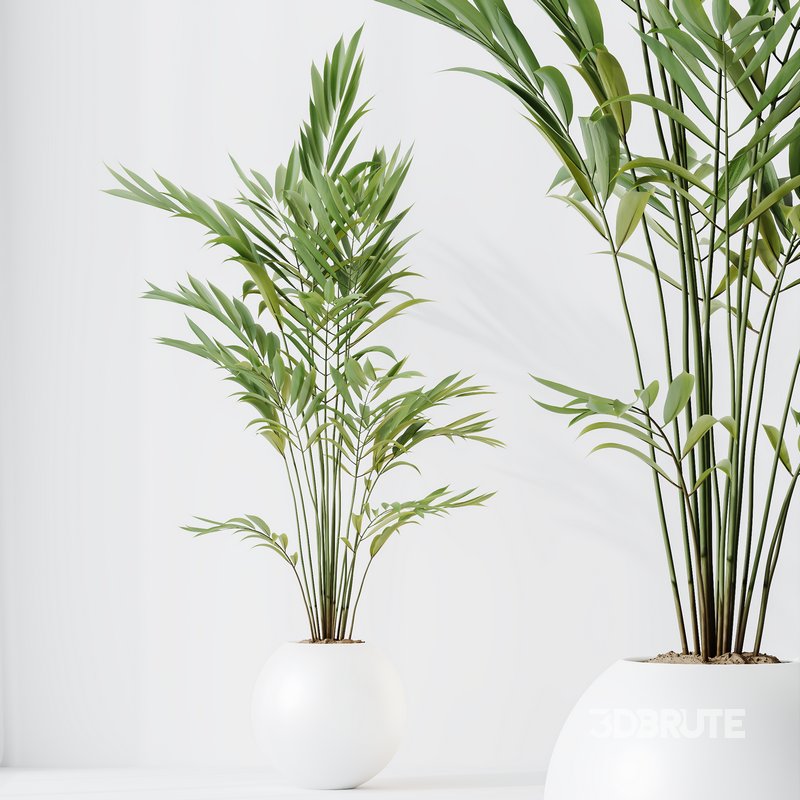 indoor plants set 96 Strelitzia Reginae Nicolai and Mountain Kentia Palm Image 6