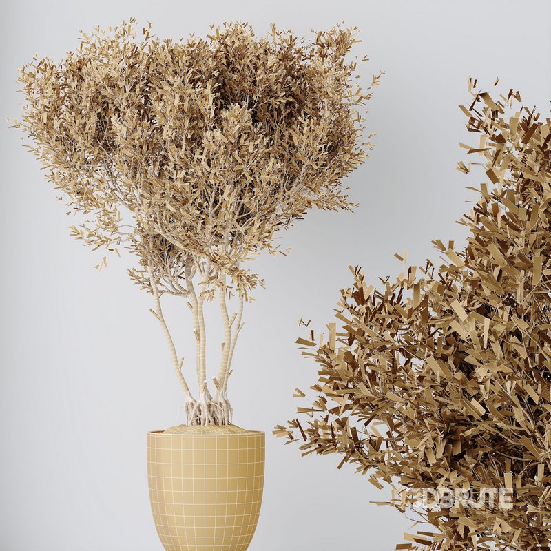 Indoor plants set 69 Mission Kalamata Leccino Arbequina Wilsonii Chemlali Olive Image 9