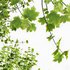 Acer Saccharinum and Buergerianum - Thumbnail 9
