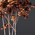 spring trees Ash Maple and Acer Pseudoplatanus - Thumbnail 9
