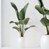 indoor plants set 96 Strelitzia Reginae Nicolai and Mountain Kentia Palm - Thumbnail 8