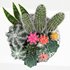 bowl of Cactus collection - Thumbnail 2