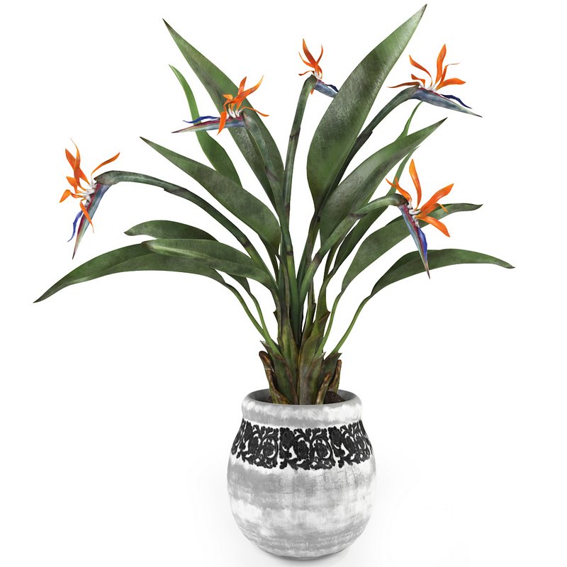 Bird of paradise flower Image 1