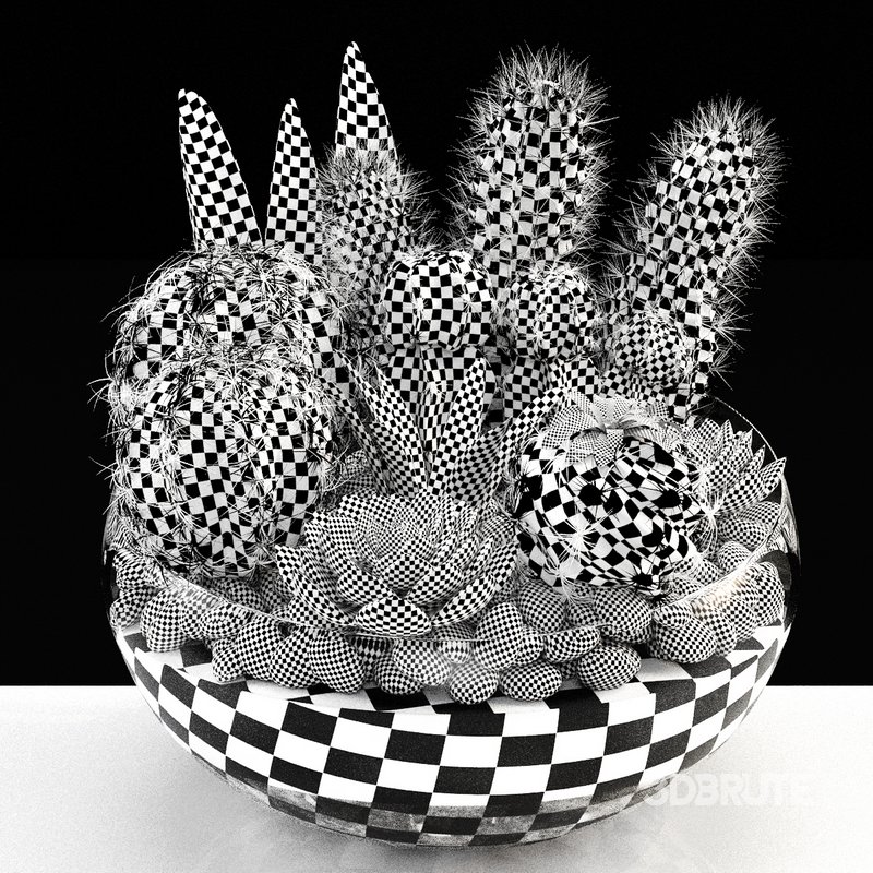 bowl of Cactus collection Image 4
