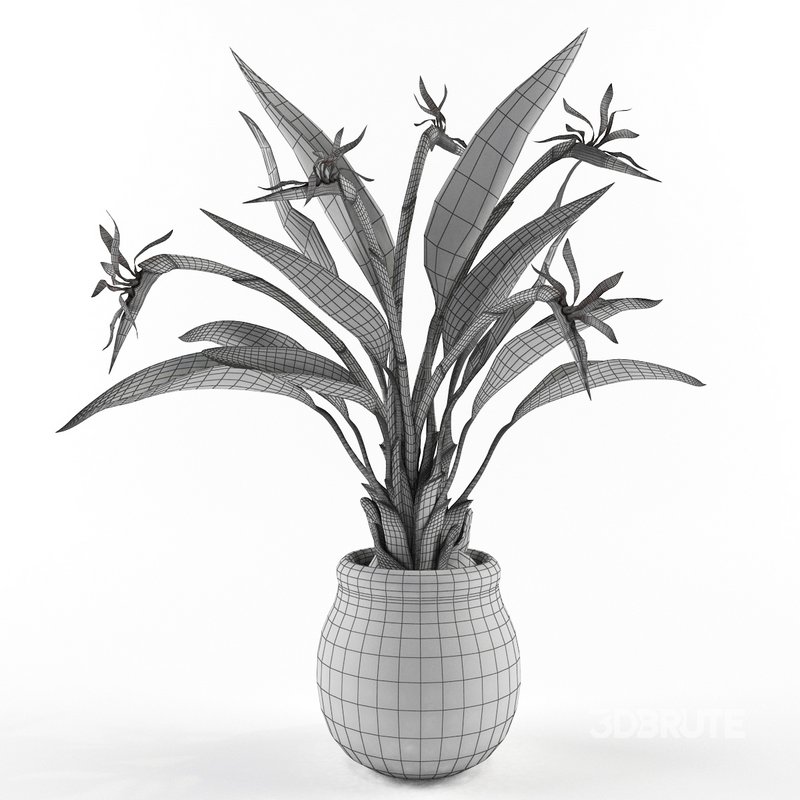 Bird of paradise flower Image 4