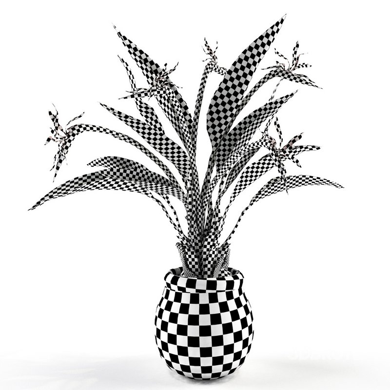 Bird of paradise flower Image 5