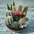 bowl of Cactus collection - Thumbnail 3
