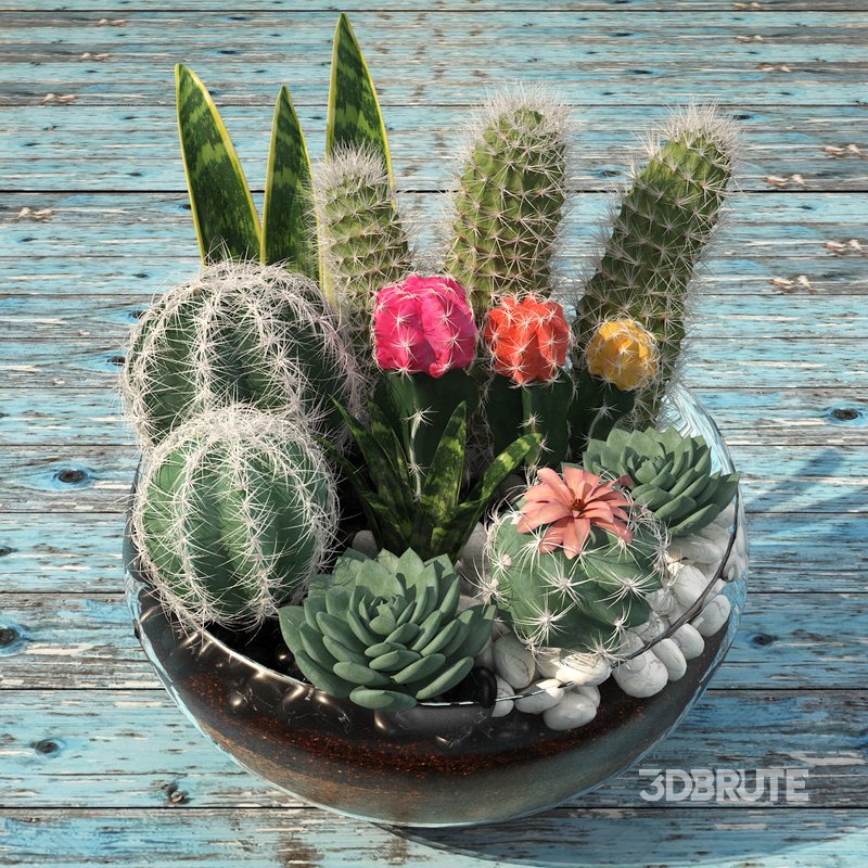 bowl of Cactus collection Image 3
