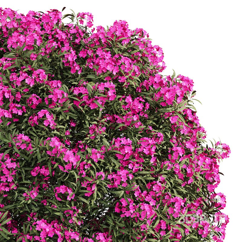 ourdoor plant 1 Image 3