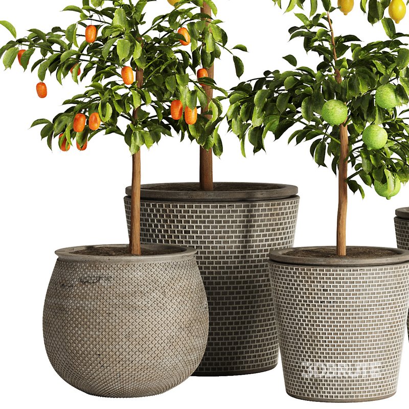 Indoor Plant Set58 – Fruit Plant Image 2