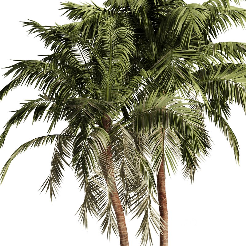 Palm Tree Set17 Image 2