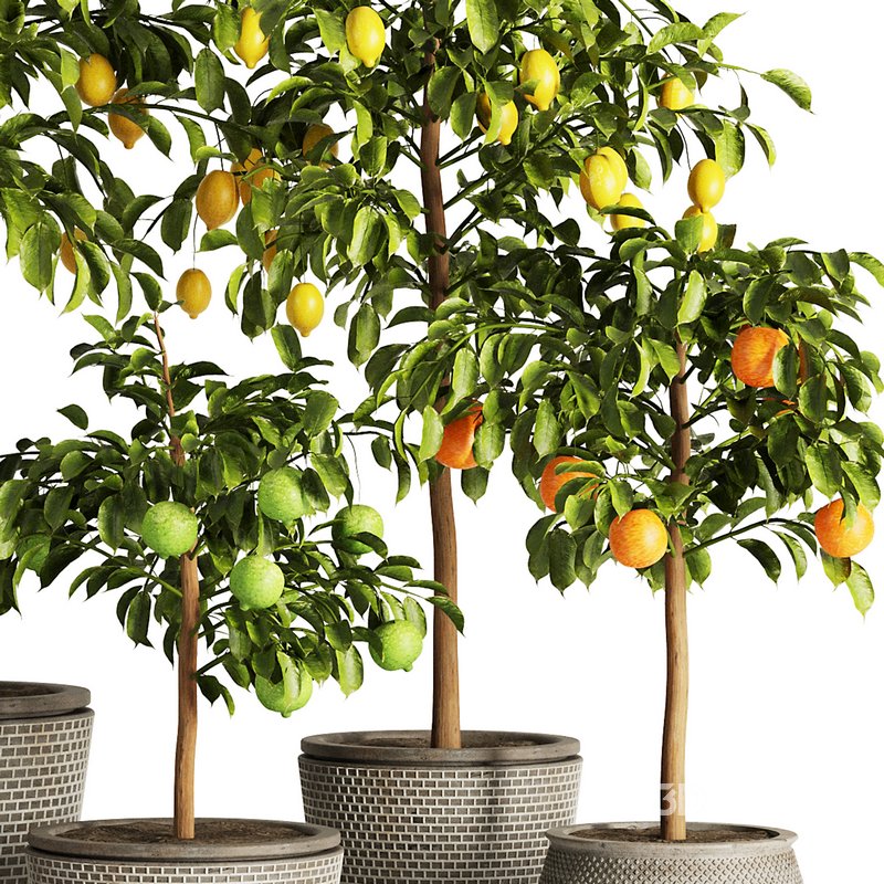 Indoor Plant Set58 – Fruit Plant Image 4