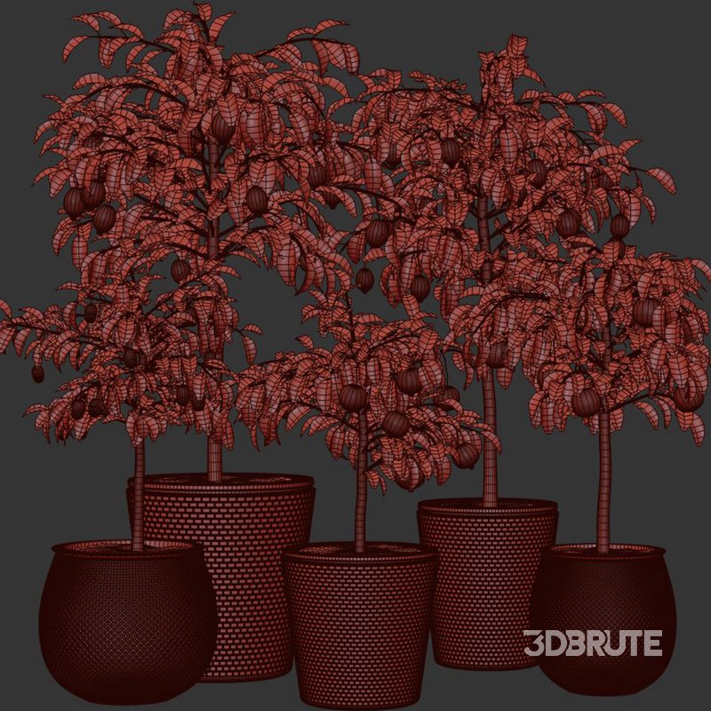 Indoor Plant Set58 – Fruit Plant Image 3