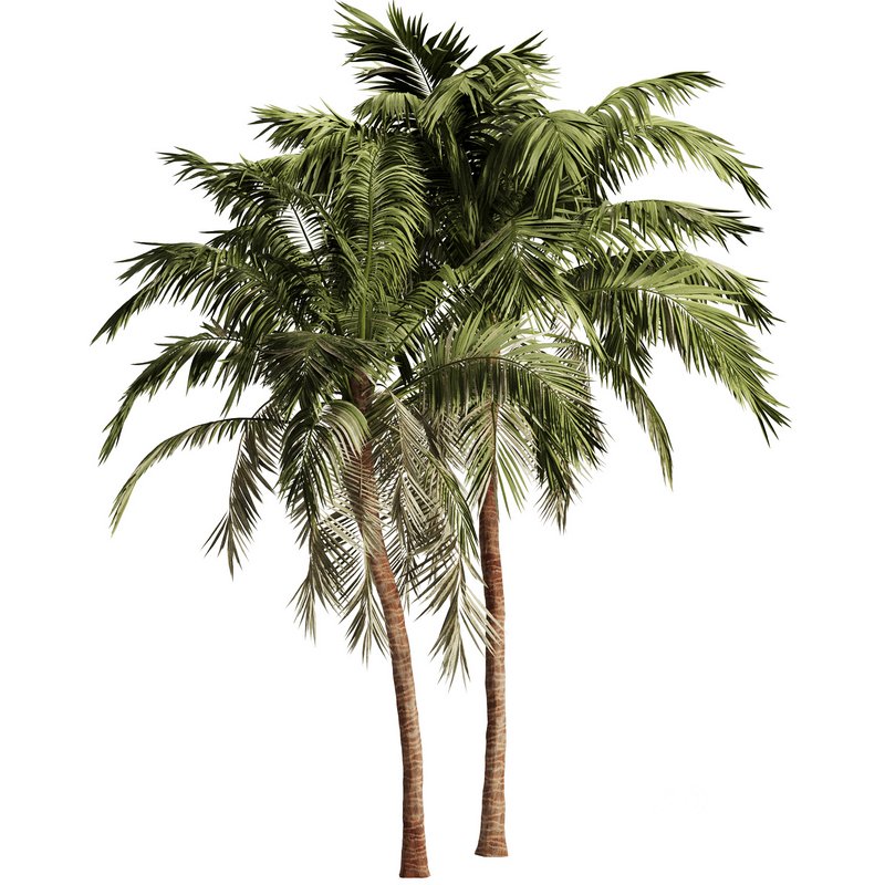 Palm Tree Set17 Image 1