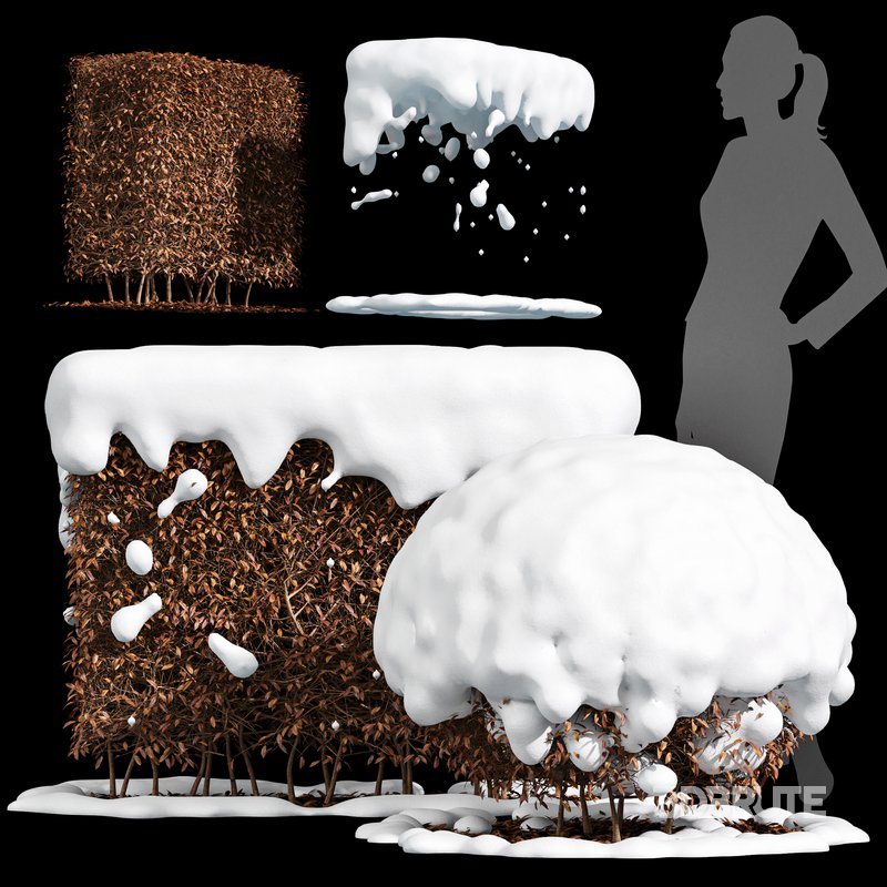 Dwarf Yaupon Holly Winter Image 1