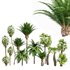 Mexican Fan Palm and Canary Island Date Palm and Sabal Palmetto Cabbage Palm-14 trees - Thumbnail 1