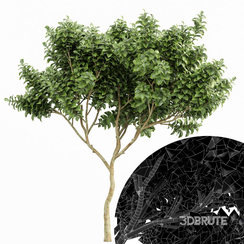 Japanese Cherry Leaf and Joy Perfume Orange Michelia and Catalpa Bignonioides- 4 trees Image 5