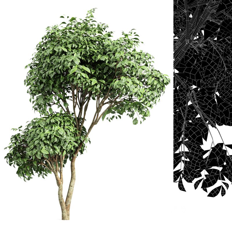 Japanese Cherry Leaf and Joy Perfume Orange Michelia and Catalpa Bignonioides- 4 trees Image 6