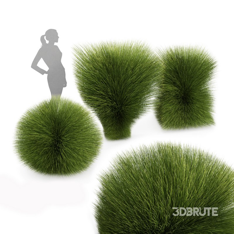 description Maiden Grass Miscanthus sinensis Gracillimus Tuin Grassen Image 1