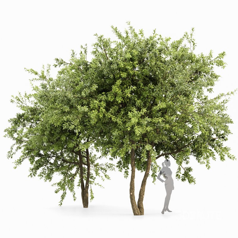 Water Gum Tree Image 1