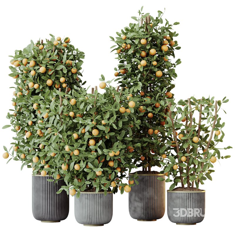 HQ HousePlants Mandarin Citrus Fruit Bosnai China Orange Tree Set02 Image 1