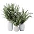 HQ HousePlants Branche Decorative Foliage Dollar Authentic Eucalyptus Bouquet Set02 - Thumbnail 1