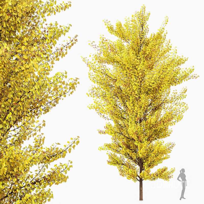 Maidenhair Tree Ginkgo Biloba Fall Gardens Image 1